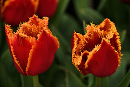 Bernhard Saalfeld - Tulpenpracht 2026 (2v9)